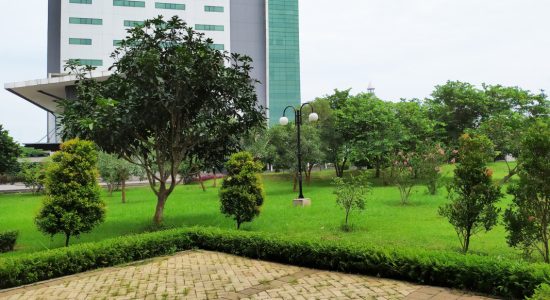 garden 11